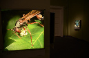 Wasp_exhibition__DSC3472